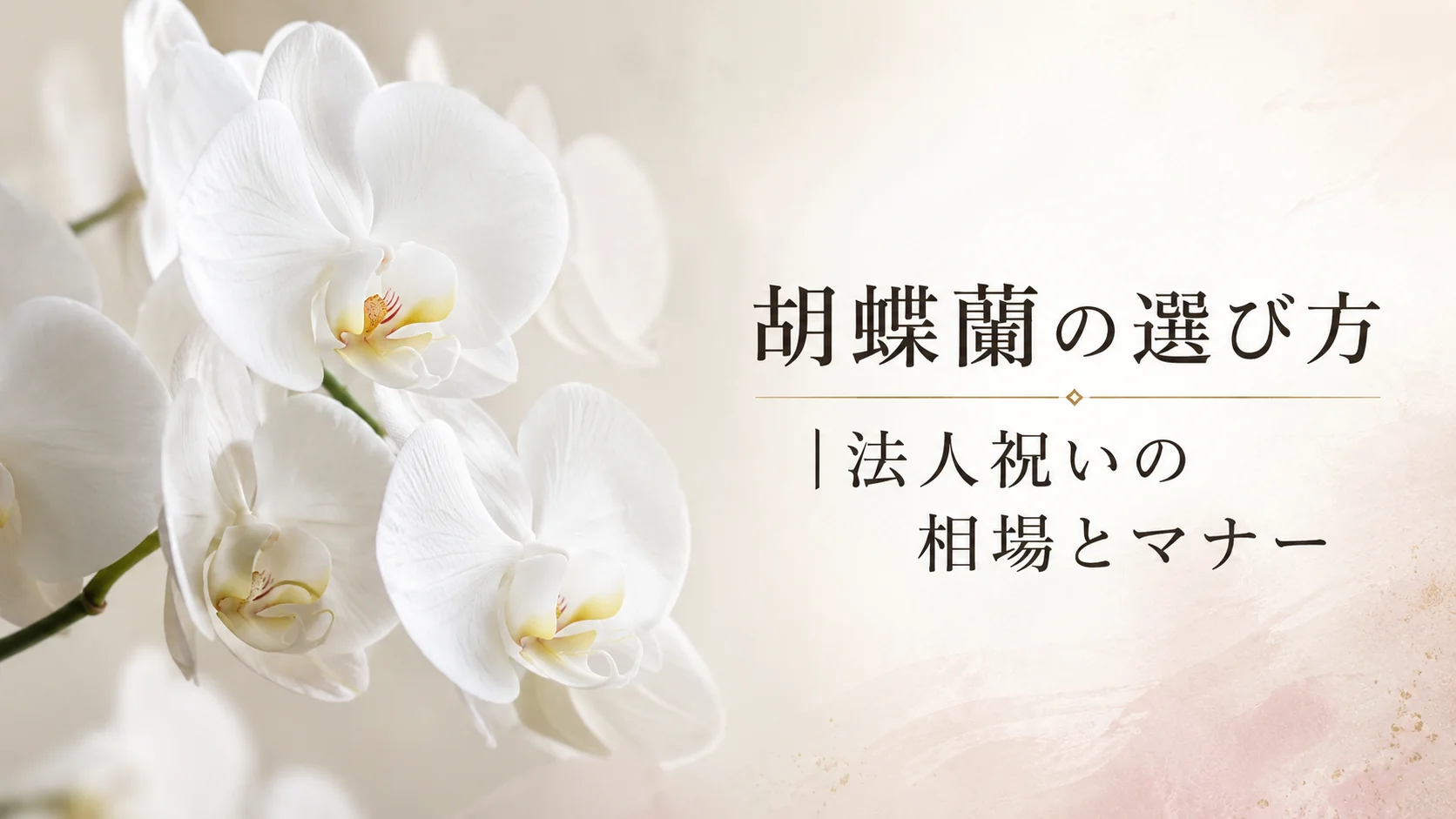 胡蝶蘭の選び方|法人祝いの相場とマナー