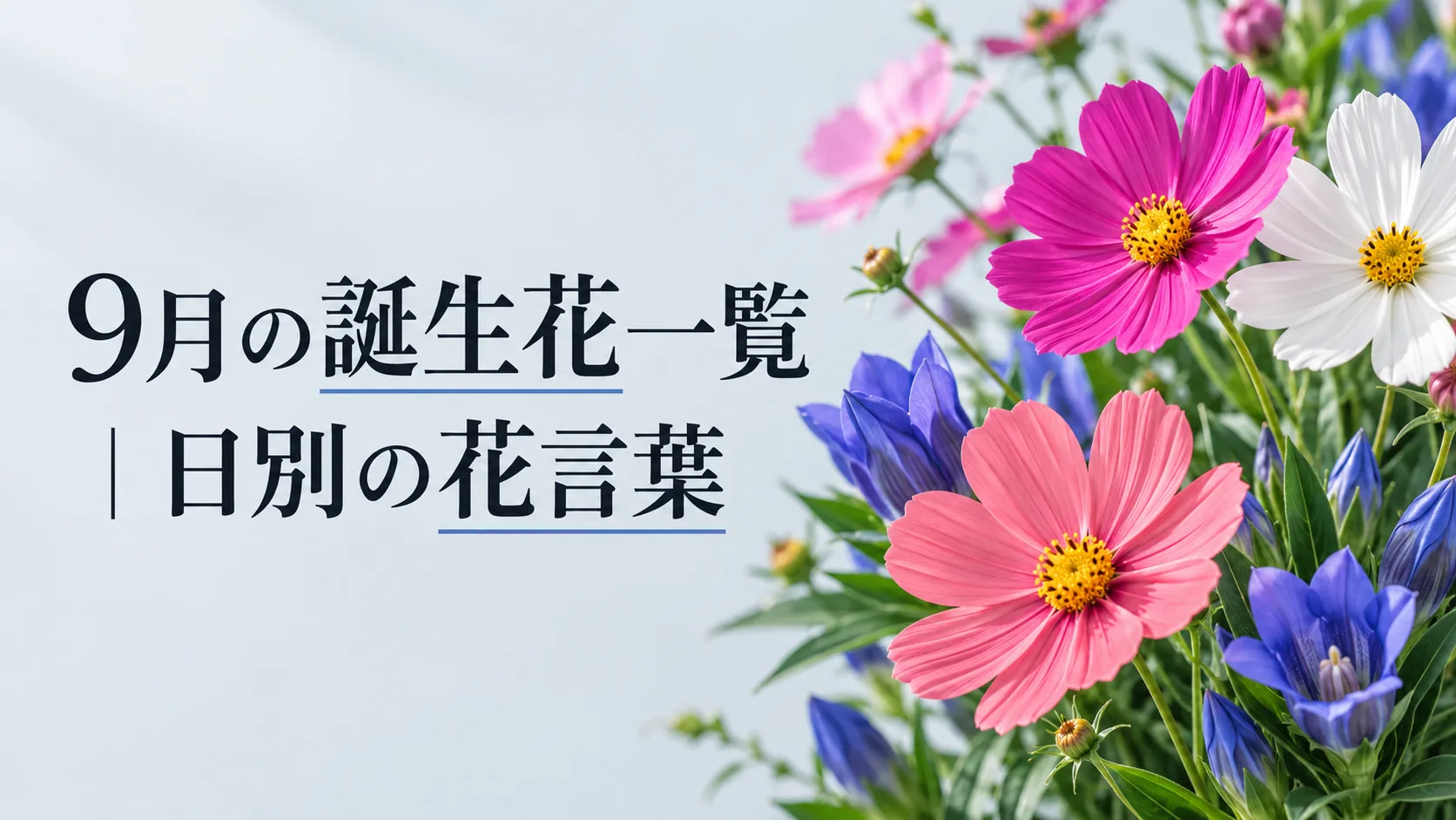 09月の誕生花一覧|日別の花言葉