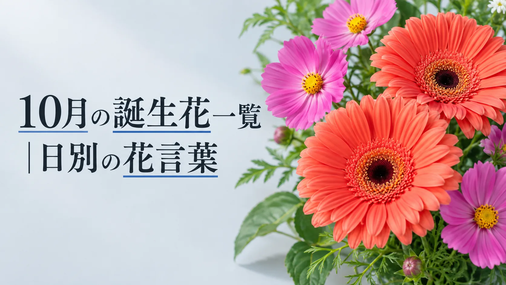 10月の誕生花一覧｜日別の花言葉