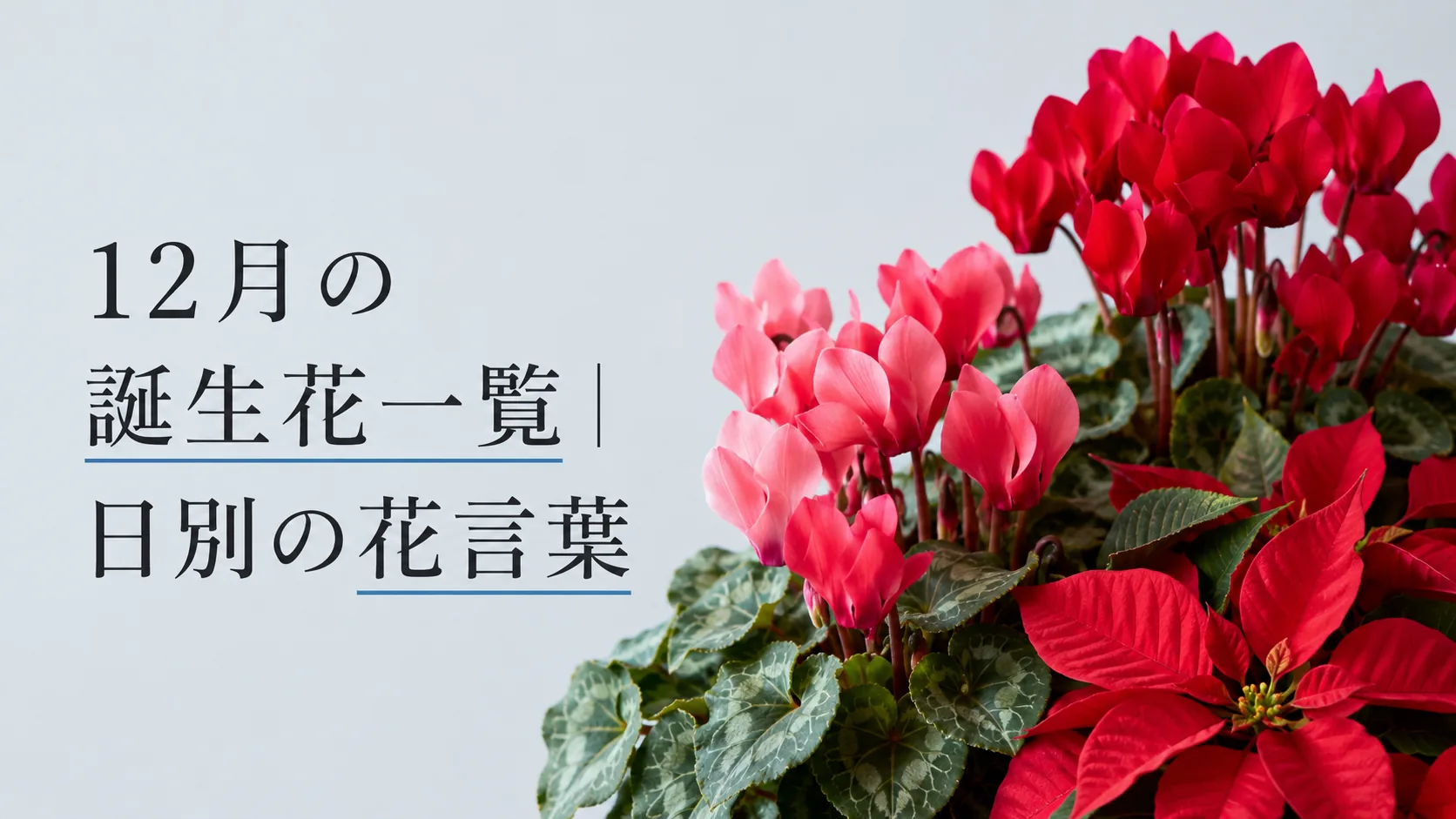 12月の誕生花一覧｜日別の花言葉