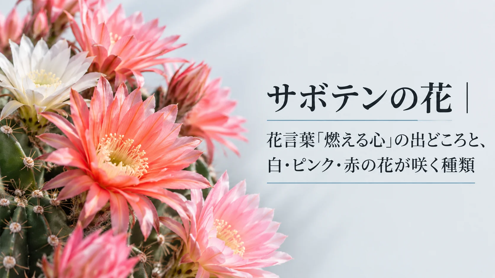 サボテンの花|花言葉「燃える心」の出どころと、白・ピンク・赤の花が咲く種類