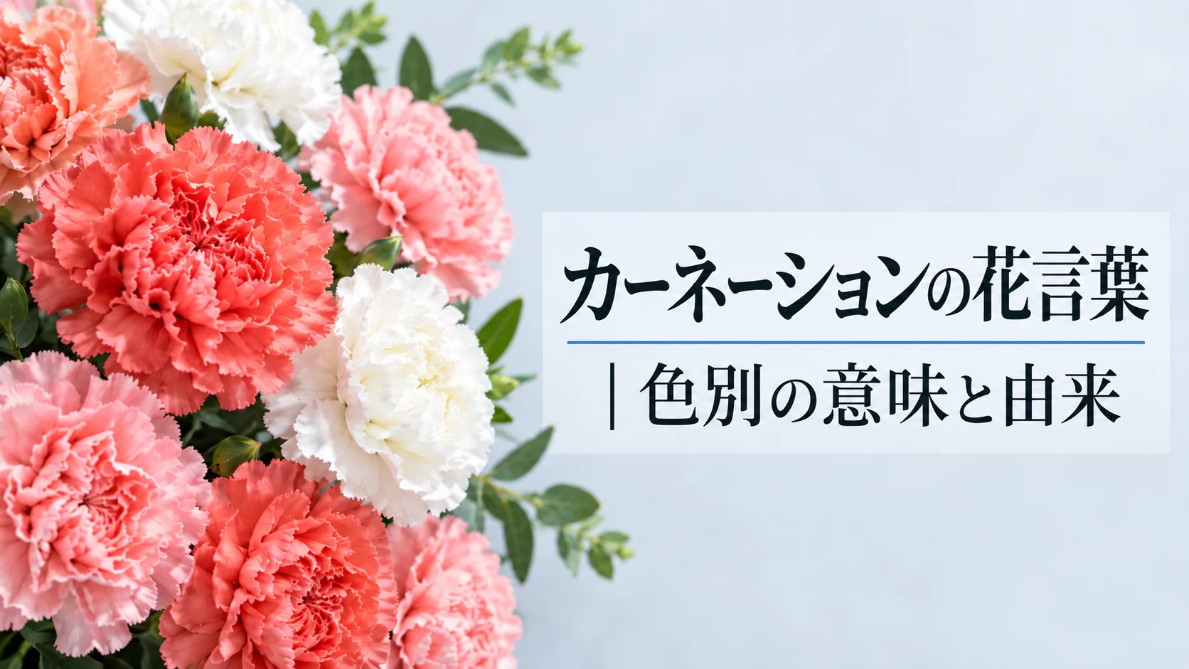 カーネーションの花言葉|色別の意味と由来