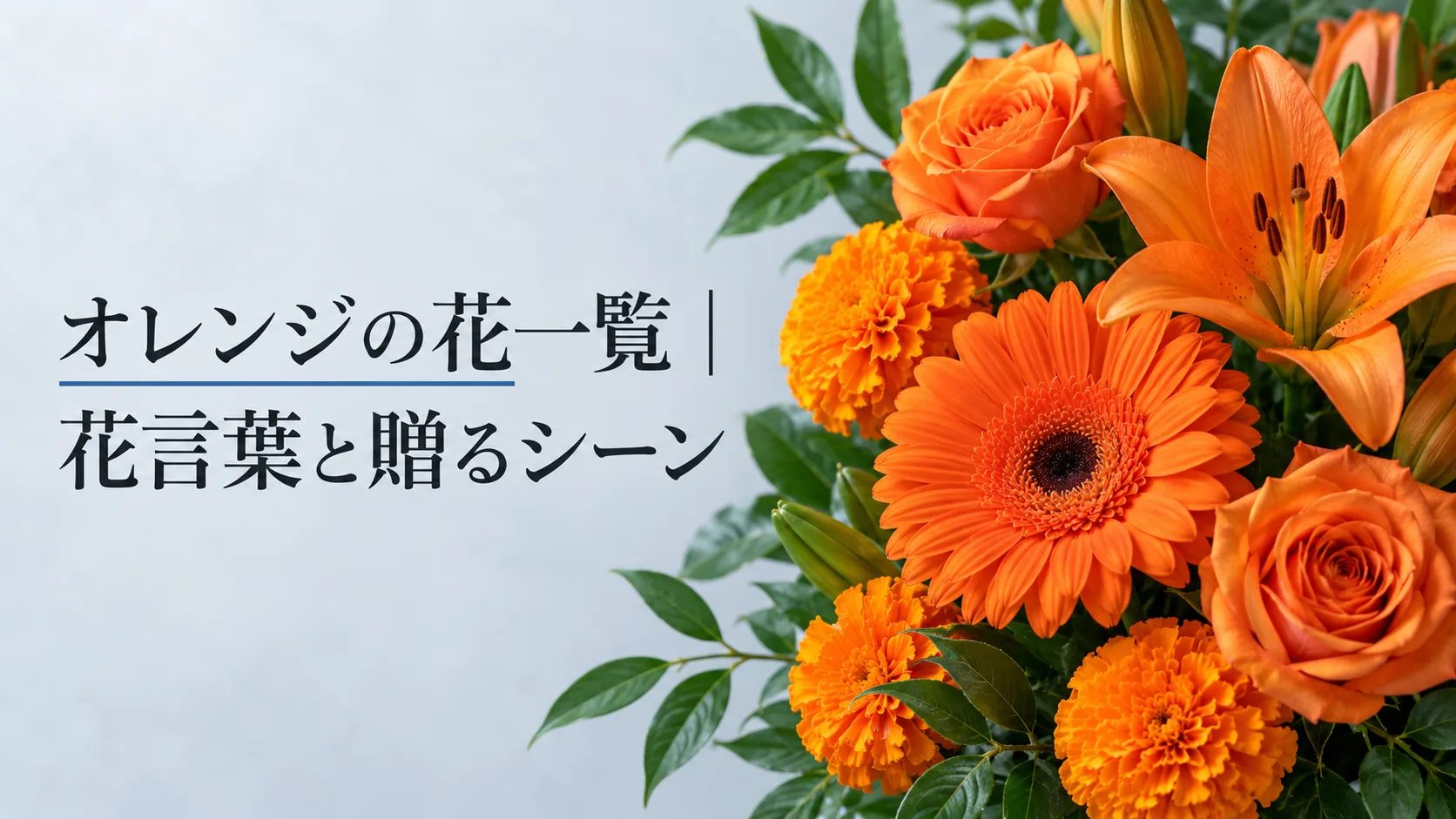 オレンジの花一覧｜花言葉と贈るシーン