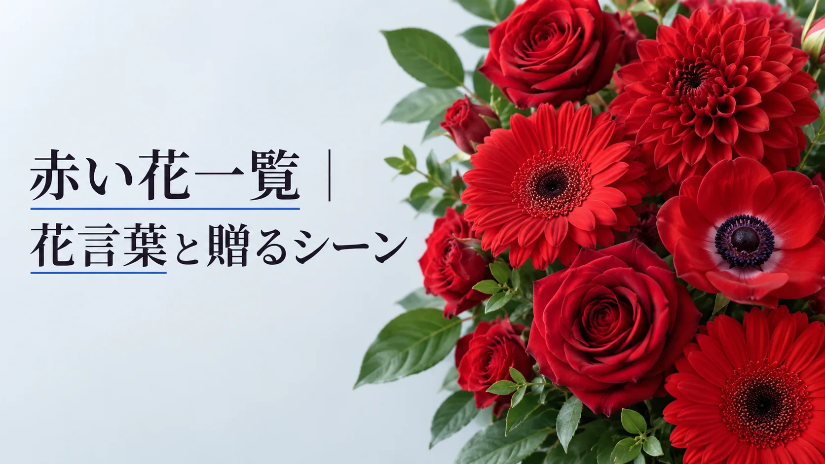 赤い花一覧｜花言葉と贈るシーン