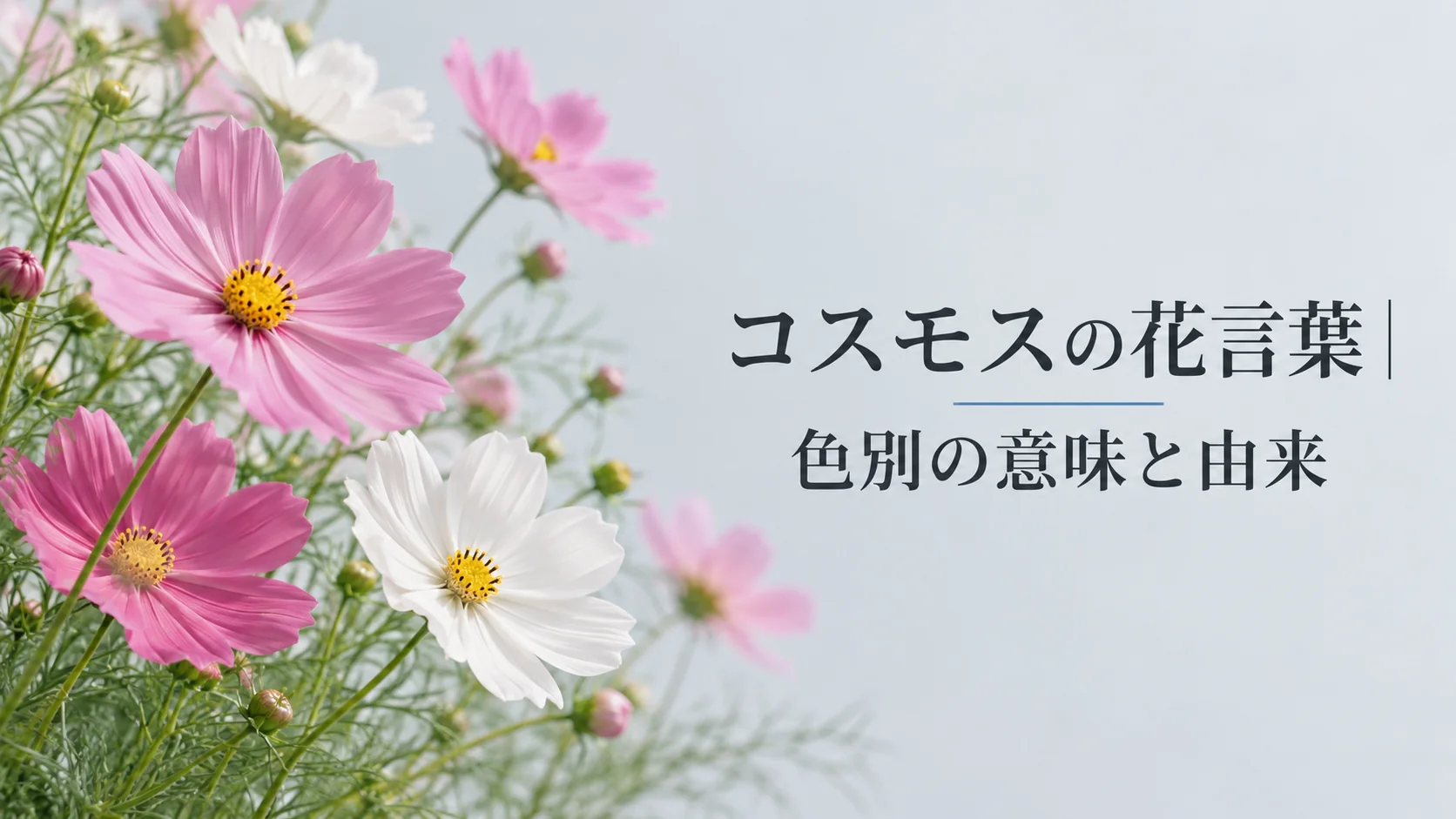 コスモスの花言葉|色別の意味と由来