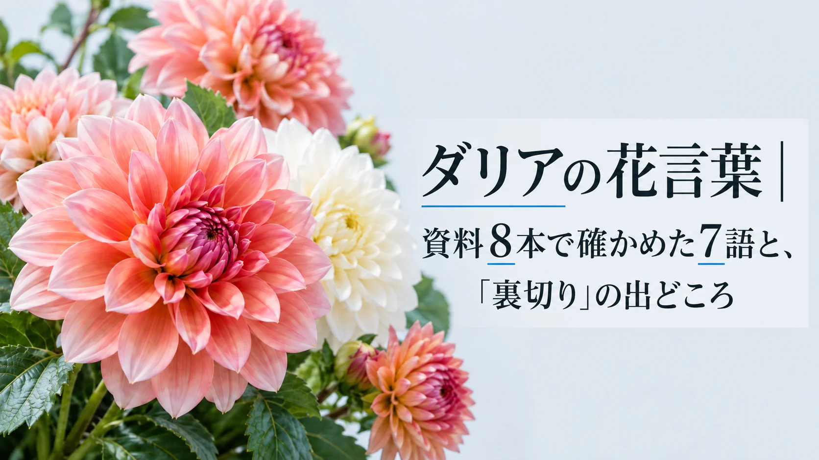 ダリアの花言葉|資料8本で確かめた7語と、「裏切り」の出どころ