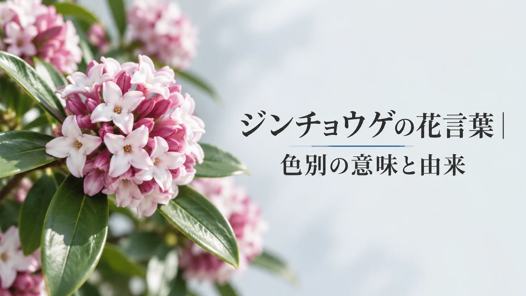ジンチョウゲの花言葉|色別の意味と由来