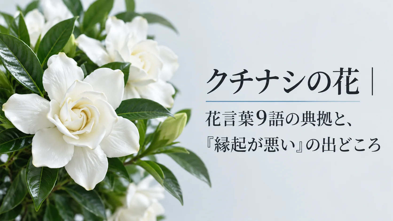 クチナシの花｜花言葉9語の典拠と、「縁起が悪い」の出どころ