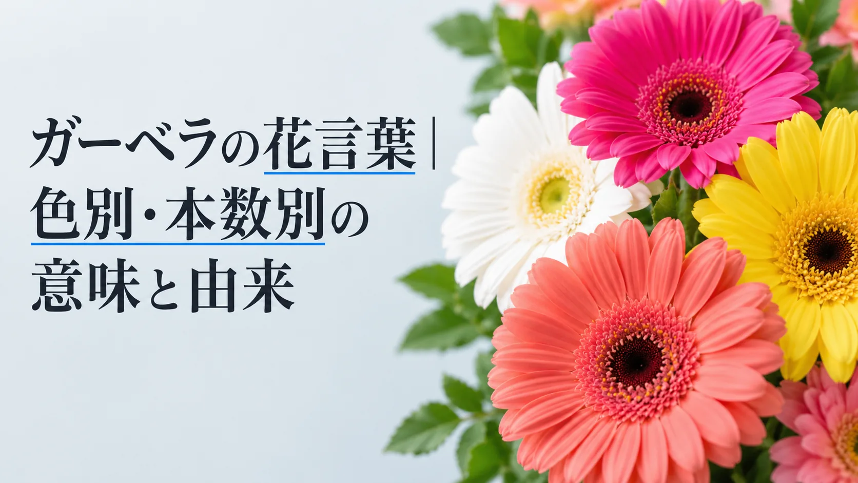 ガーベラの花言葉|色別・本数別の意味と由来