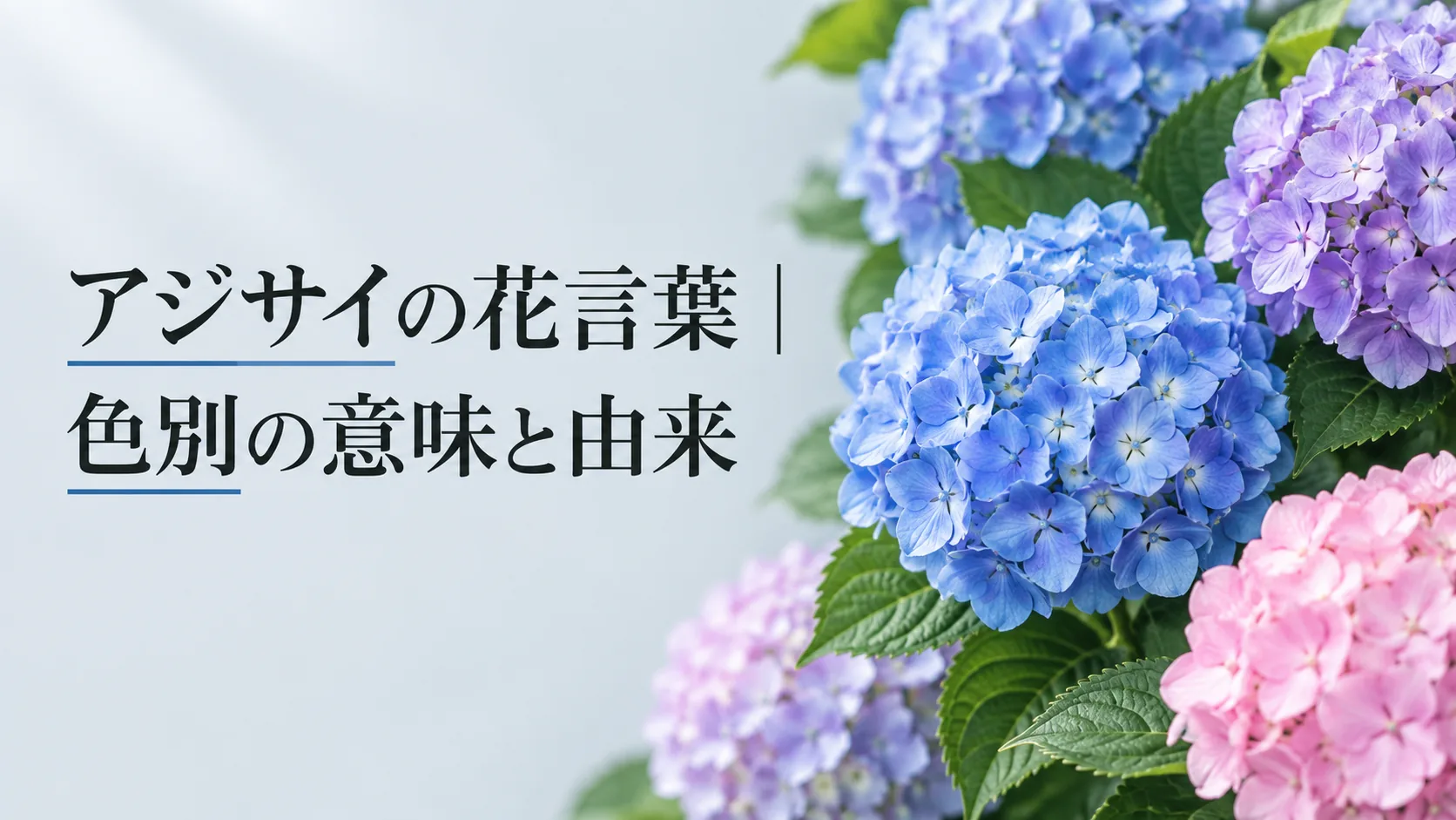 アジサイの花言葉|色別の意味と由来
