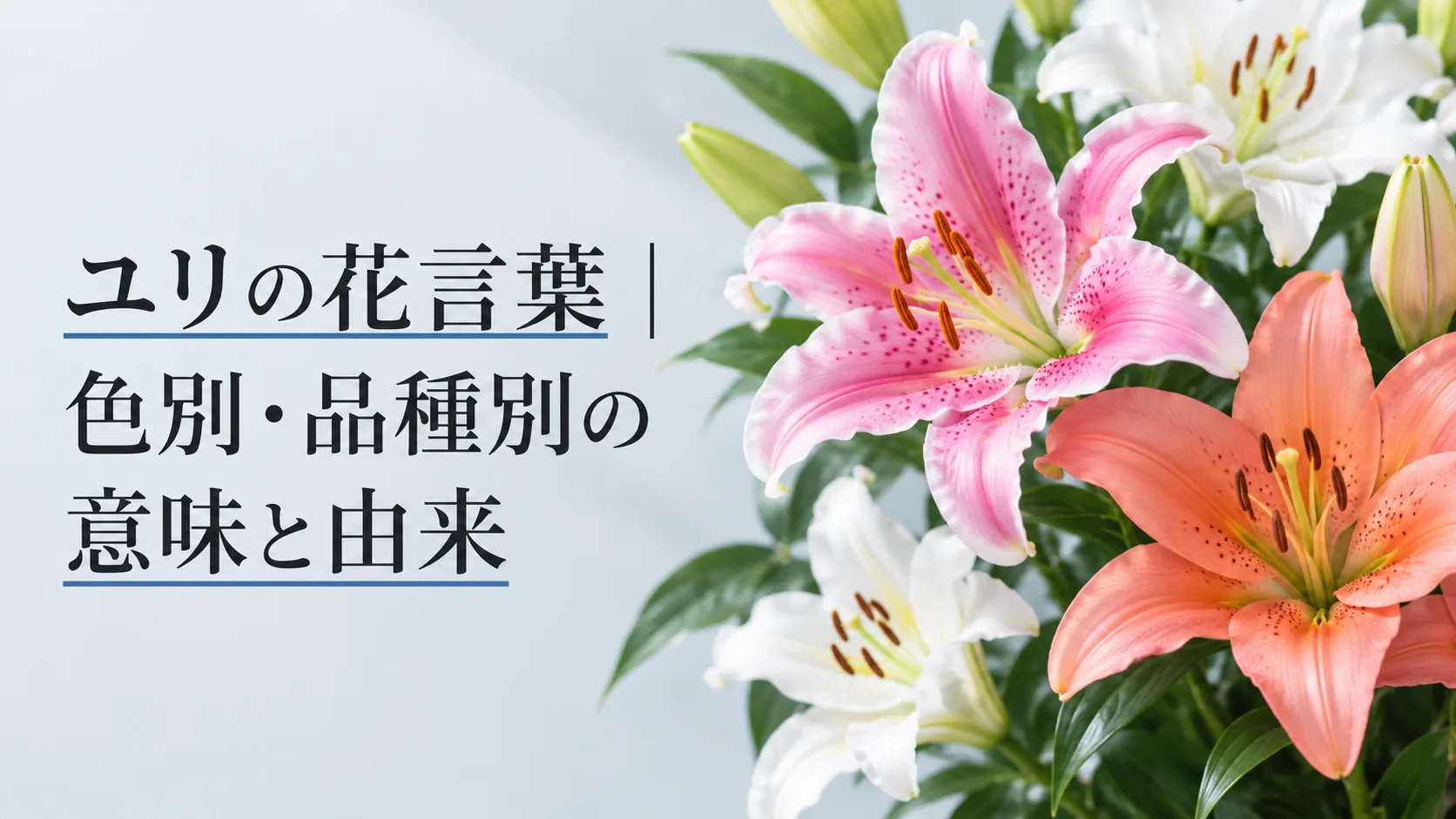 ユリの花言葉|色別・品種別の意味と由来