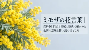 ミモザの花言葉｜資料10本と19世紀の原典で確かめた色別の意味と怖い説の出どころ