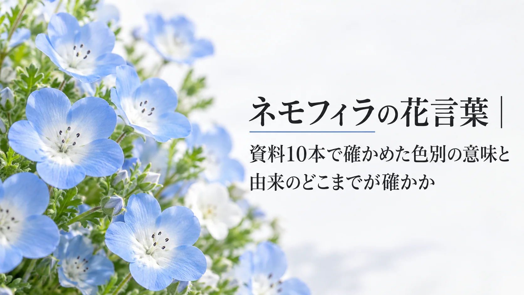 ネモフィラの花言葉｜資料10本で確かめた色別の意味と、由来のどこまでが確かか