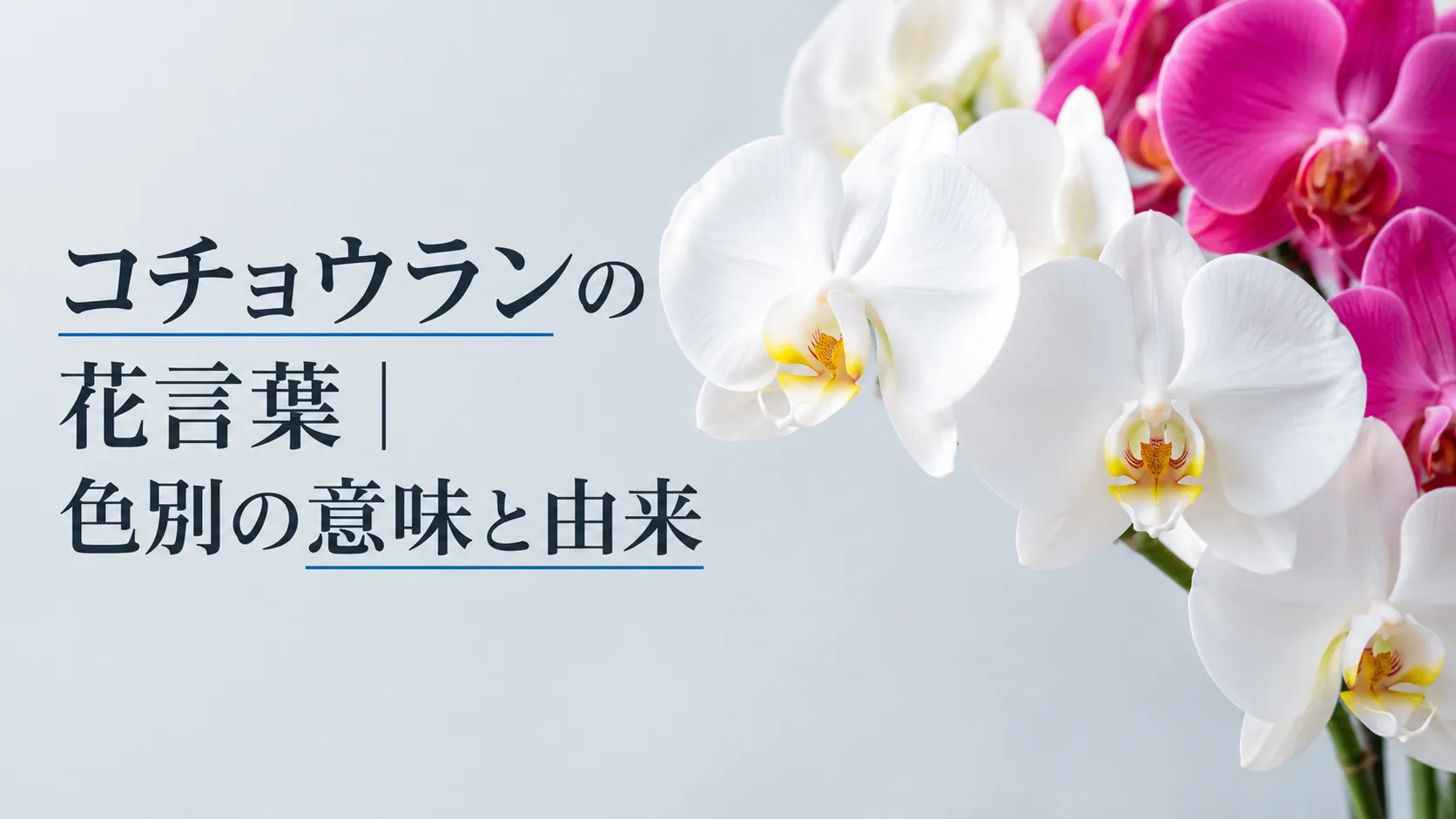 コチョウランの花言葉｜色別の意味と由来