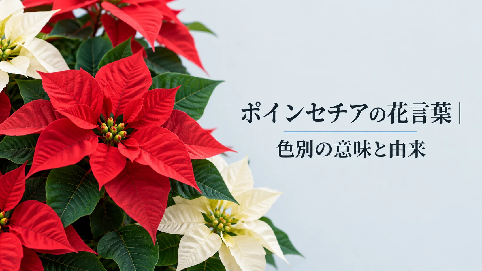 ポインセチアの花言葉｜色別の意味と由来