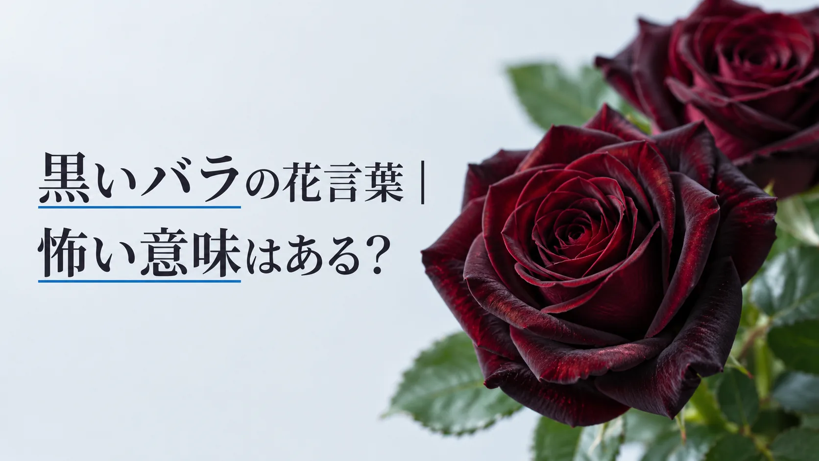 黒いバラの花言葉|怖い意味はある?