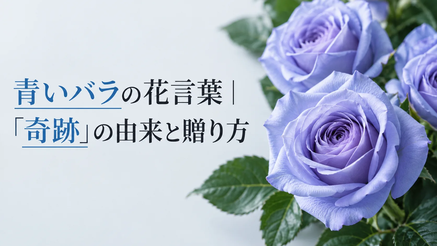 青いバラの花言葉|「奇跡」の由来と贈り方