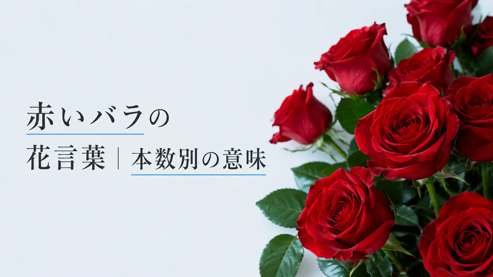 赤いバラの花言葉｜本数別の意味