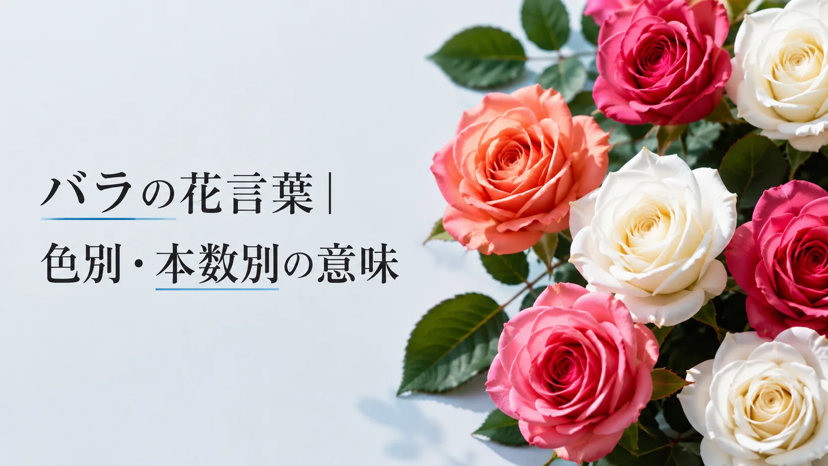 バラの花言葉|色別・本数別の意味