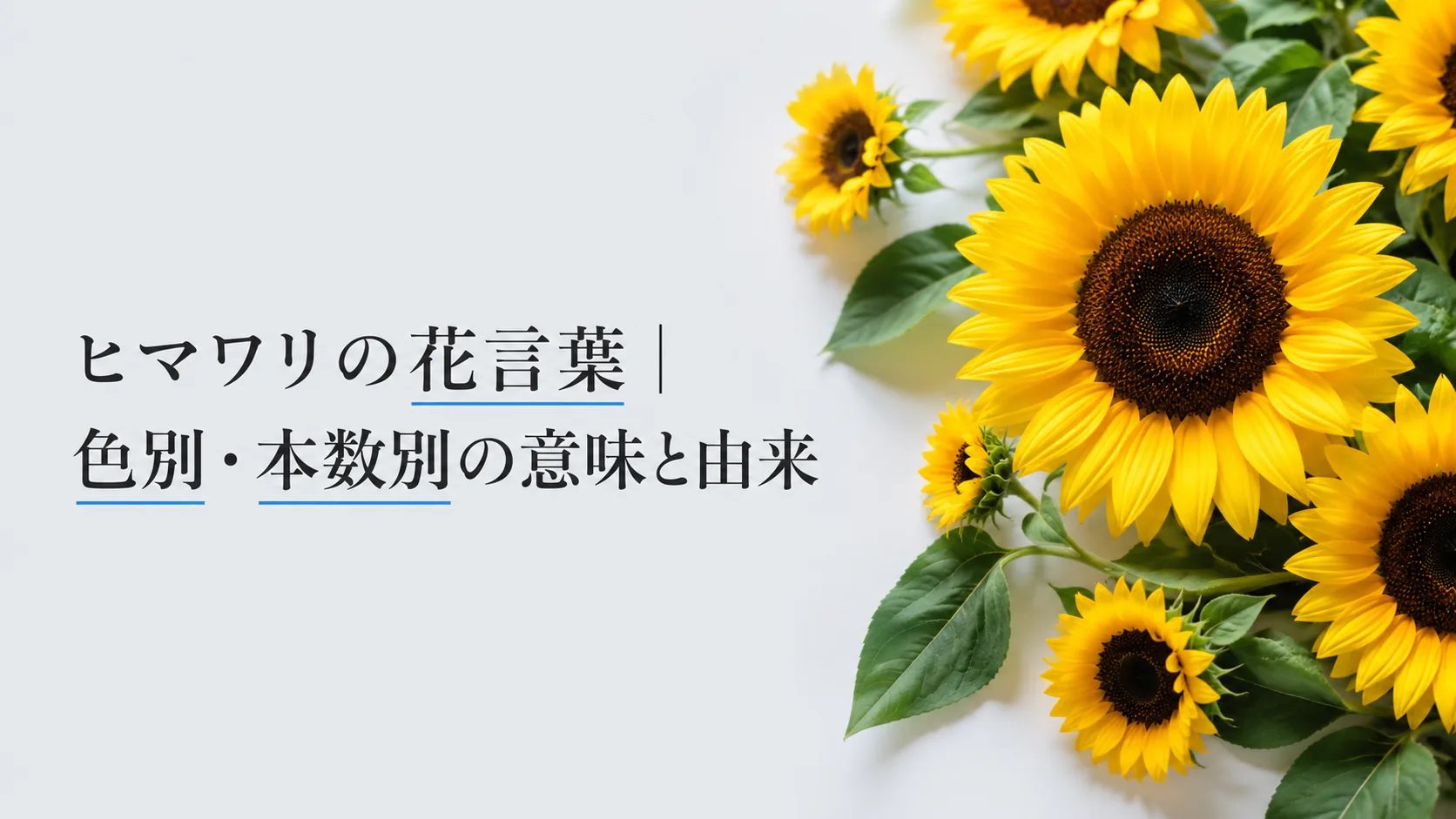 ヒマワリの花言葉|色別・本数別の意味と由来