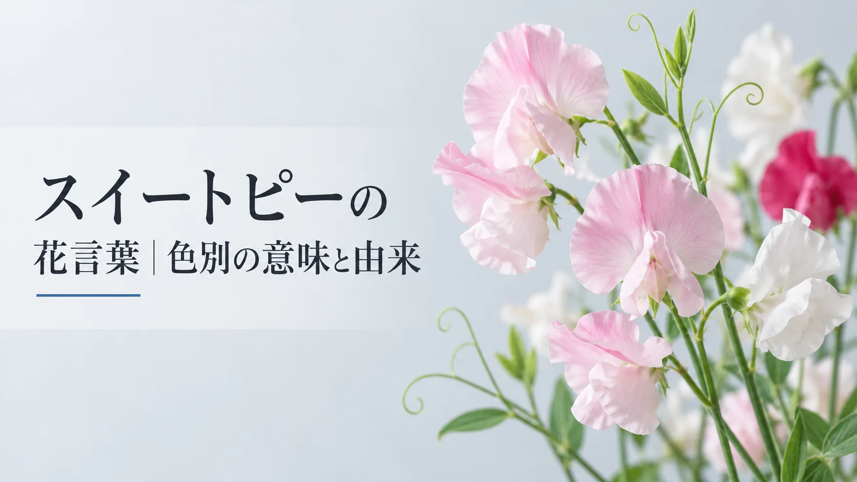 スイートピーの花言葉｜色別の意味と由来