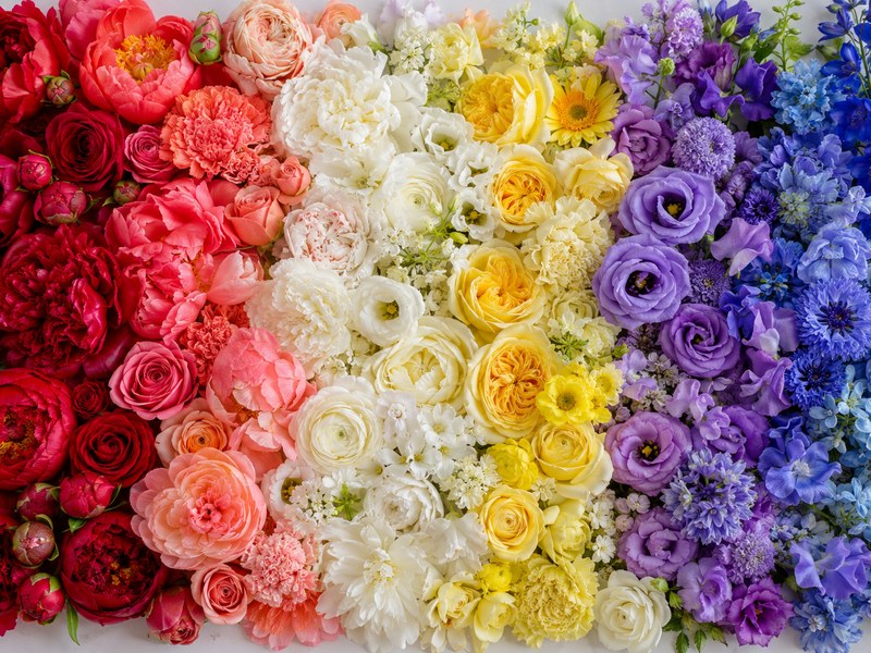 赤から珊瑚色、白、黄、紫、青へと色が移り変わる花が画面いっぱいに並んでいるところ