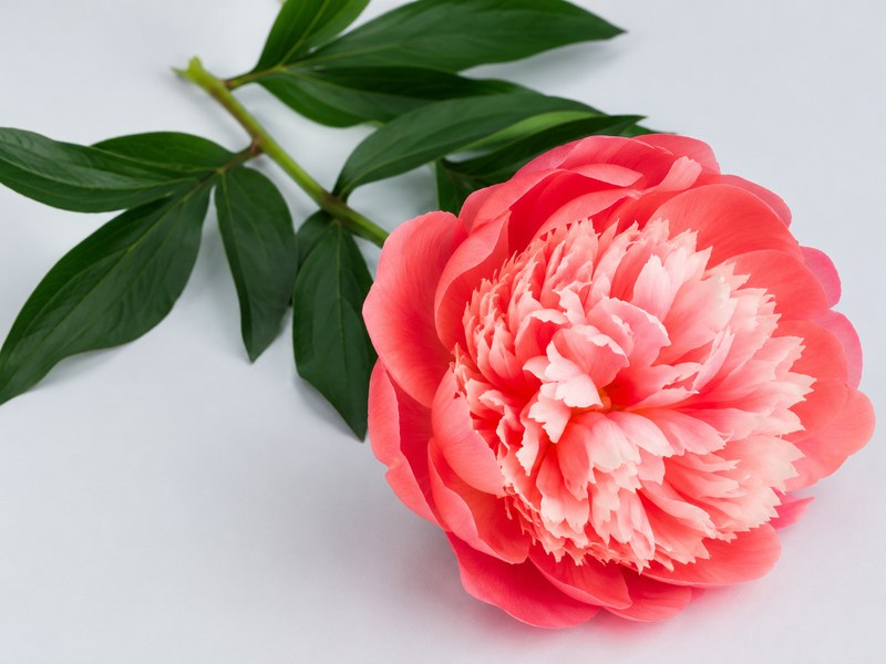 青みがかったグレーの背景に、珊瑚色の芍薬が一輪、斜め上から大きく写っているところ