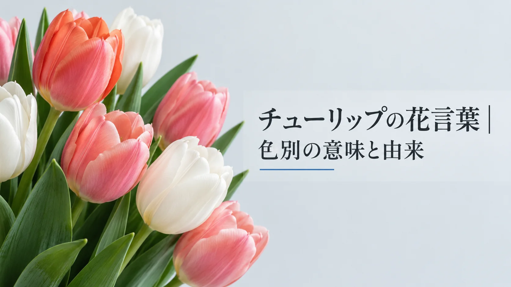 チューリップの花言葉|色別の意味と由来