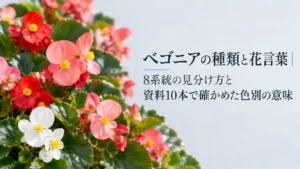 ベゴニアの種類と花言葉｜8系統の見分け方と資料10本で確かめた色別の意味