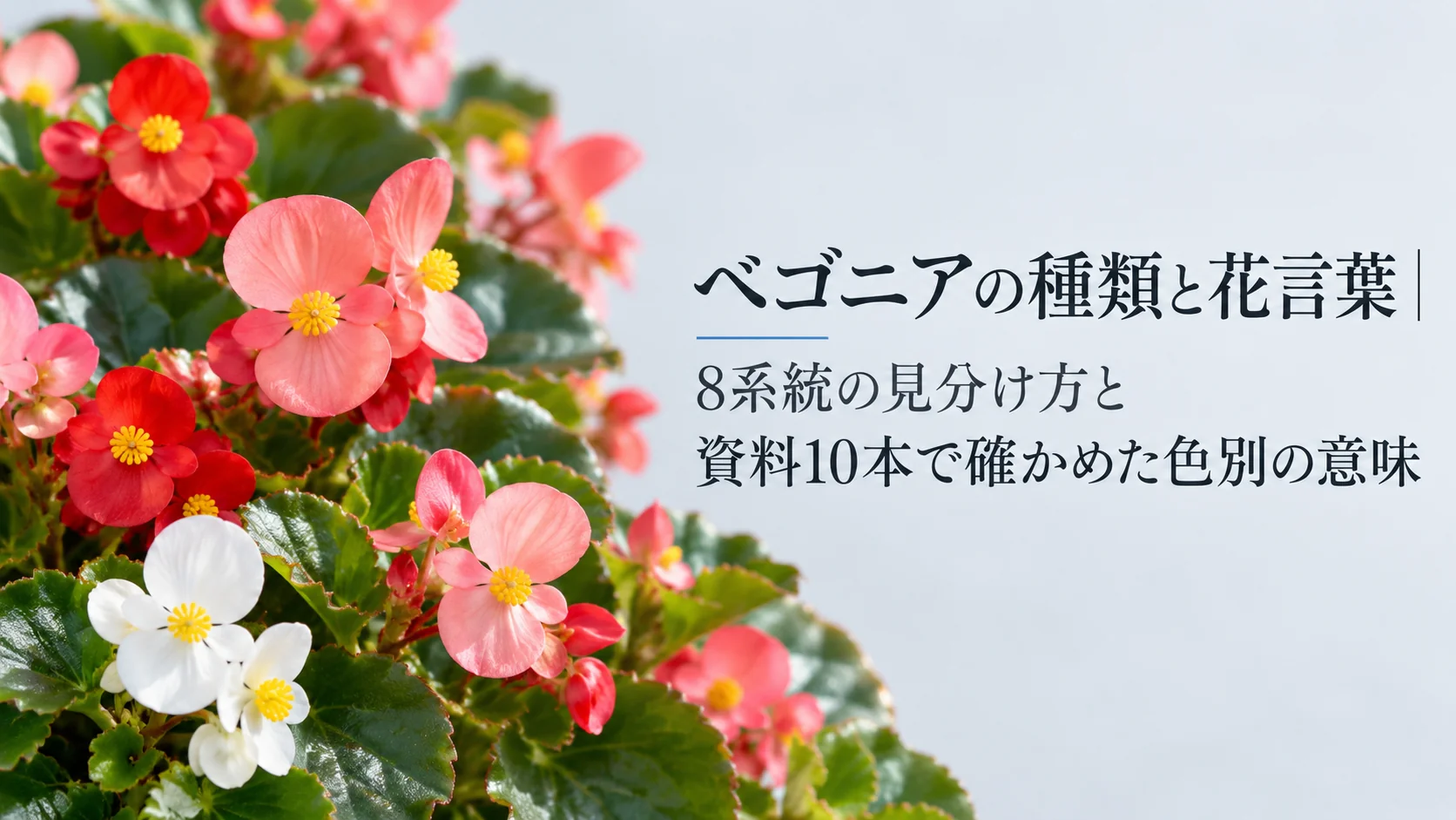 ベゴニアの種類と花言葉｜8系統の見分け方と資料10本で確かめた色別の意味