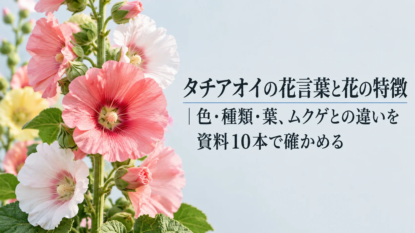 タチアオイの花言葉と花の特徴｜色・種類・葉、ムクゲとの違いを資料10本で確かめる