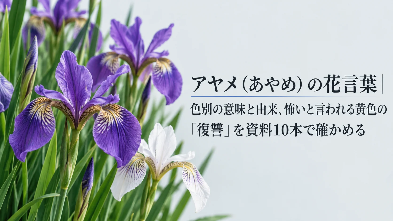 アヤメ(あやめ)の花言葉|色別の意味と由来、怖いと言われる黄色の「復讐」を資料10本で確かめる