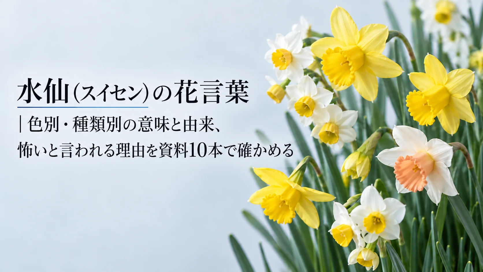 水仙（スイセン）の花言葉｜色別・種類別の意味と由来、怖いと言われる理由を資料10本で確かめる