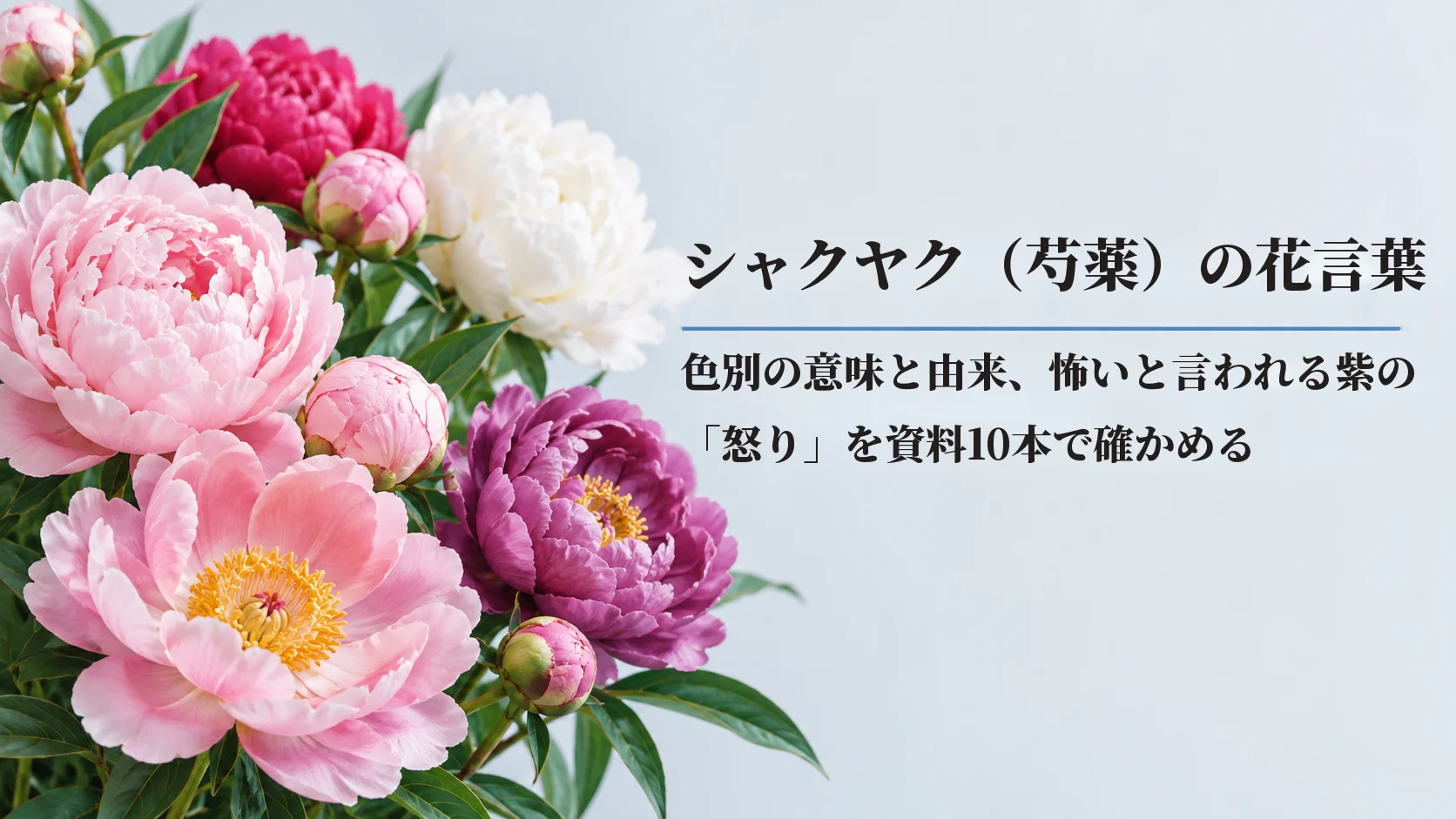 シャクヤク（芍薬）の花言葉｜色別の意味と由来、怖いと言われる紫の「怒り」を資料10本で確かめる