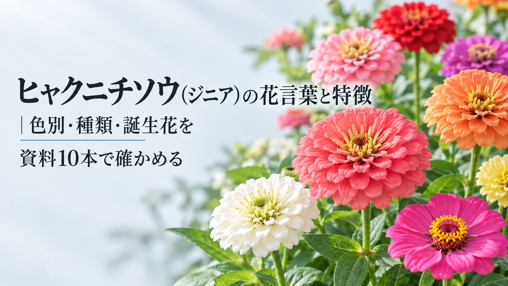 ヒャクニチソウ(ジニア)の花言葉と特徴|色別・種類・誕生花を資料10本で確かめる